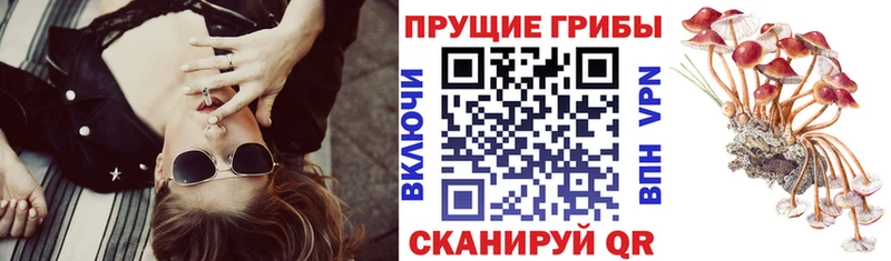 цены наркотик  Лахденпохья  Псилоцибиновые грибы Psilocybe 